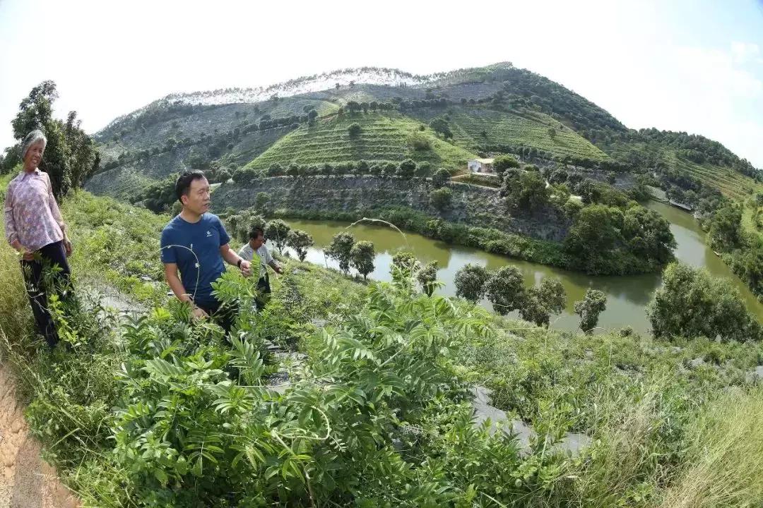 玉林药材市场最新价格-玉林药材行情速递